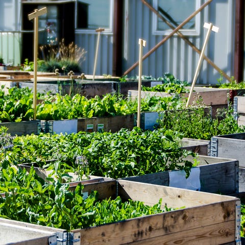 Urban farming - Is urban farming het boerenleven van de toekomst?
