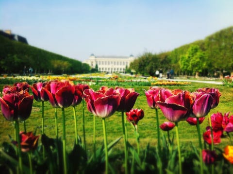 Flower, Flowering plant, Petal, Spring, Natural environment, Plant, Tulip, Natural landscape, Meadow, Field, 