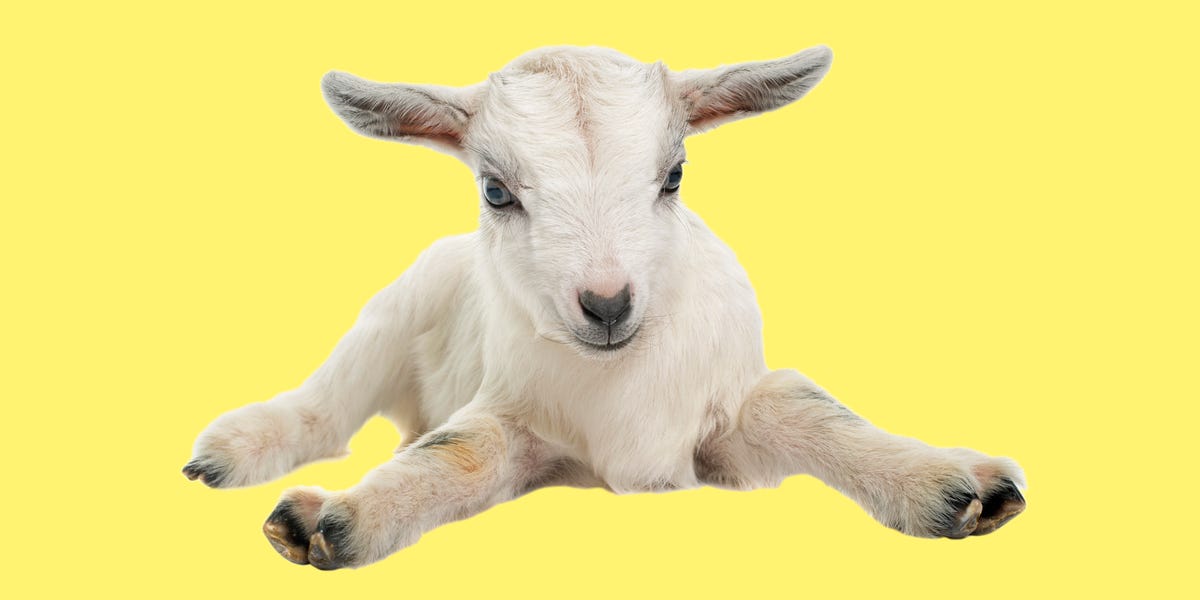 Fitness and wellness book hoegger goat supply
