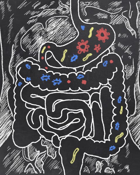 gut probiotics gut probiotics