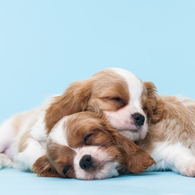 Two Puppies Sleeping on Eachother