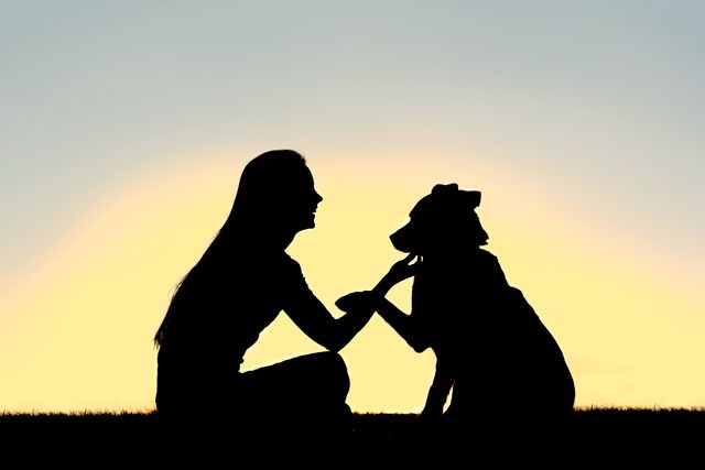 a silhouette of a girl sitting outside, training and playing with her german shepherd dog, as he shakes her hand isolated in front of a sunset in the sky