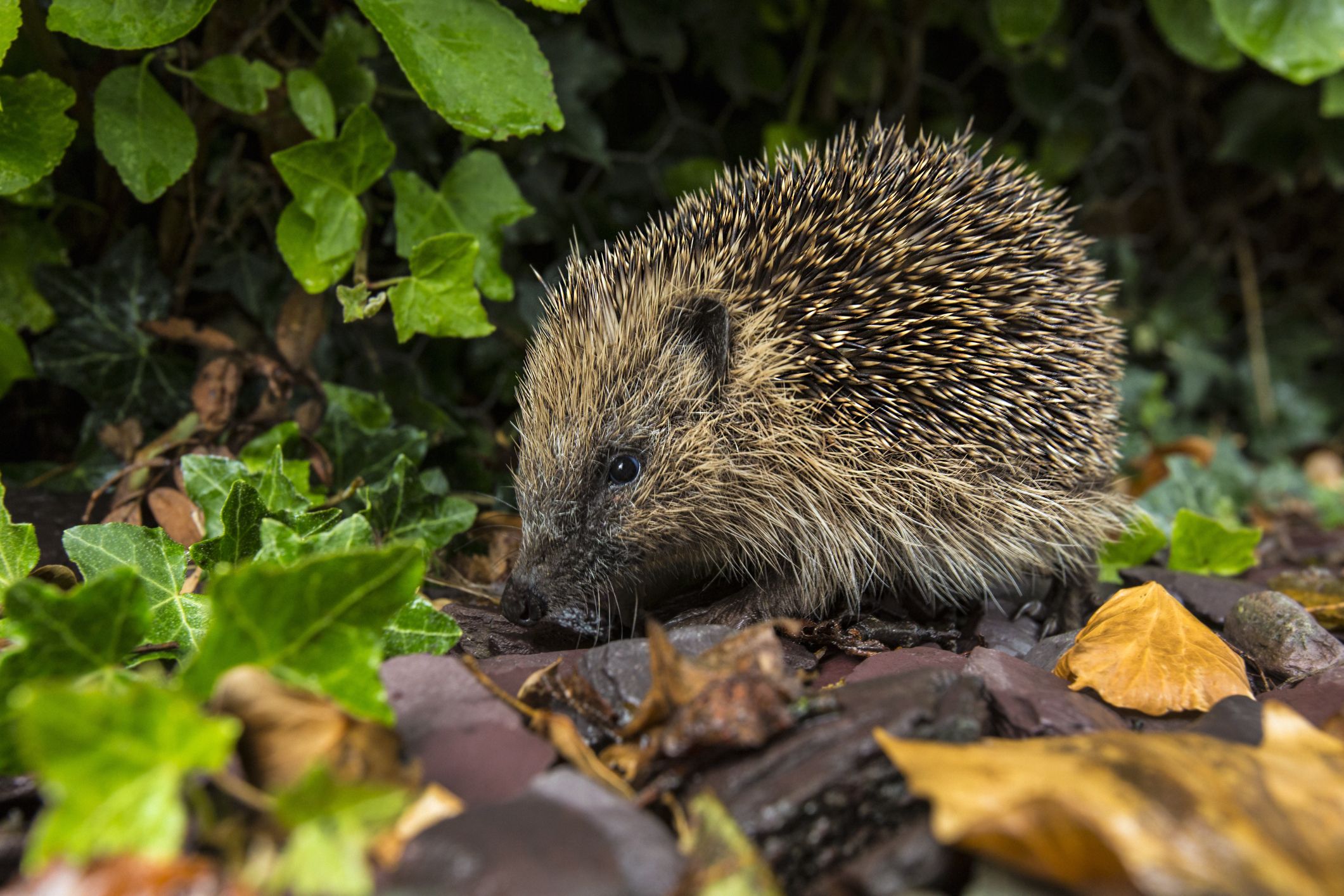 4 Signs You Have A Hedgehog In Your Garden At Night
