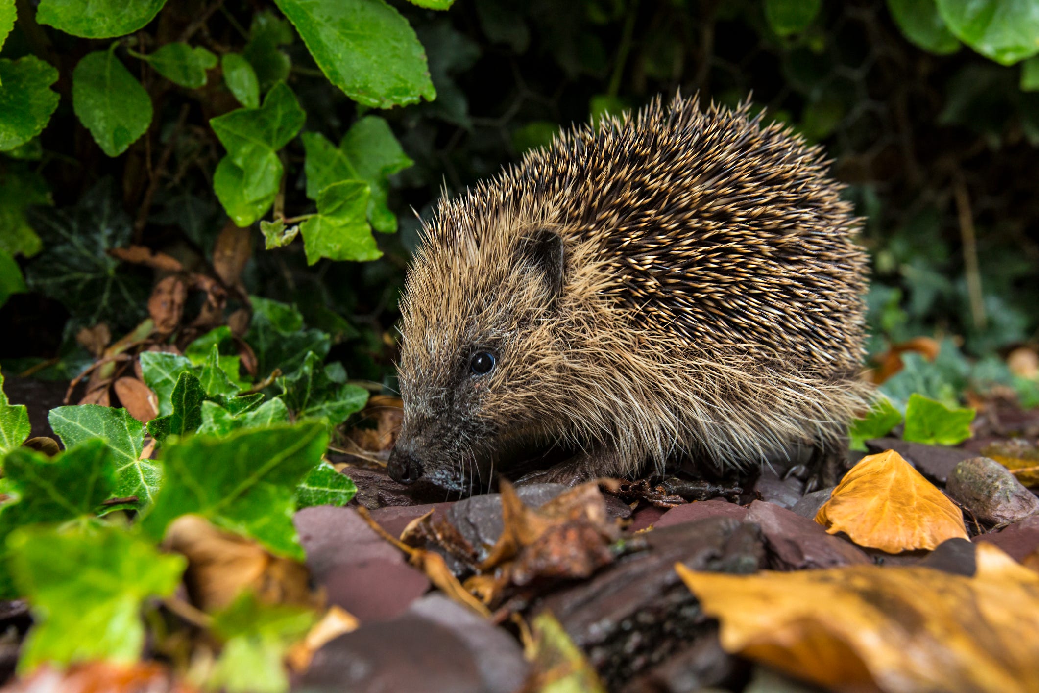 are hedgehogs good with dogs