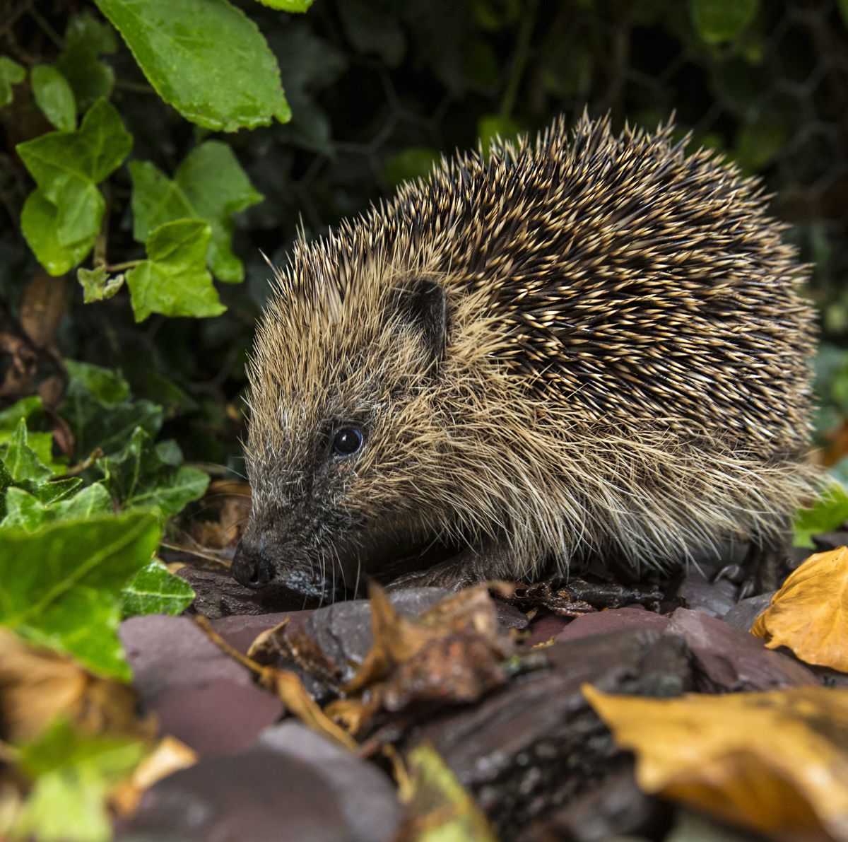 4 signs you have a hedgehog in your garden at night