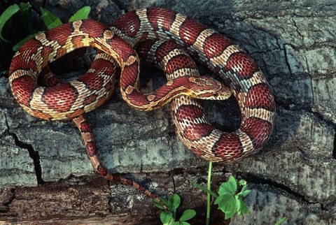 Cuál la mejor serpiente para tener como mascota en casa?