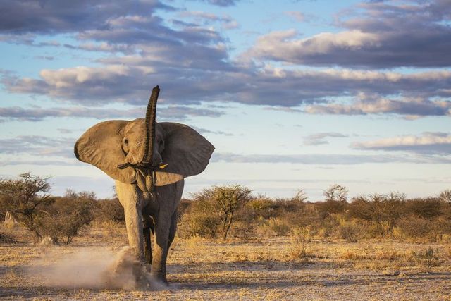 an elephant bull loxodonta africana kicking up sand while advancing in a mock charge, nxai pan, botswana, africa
