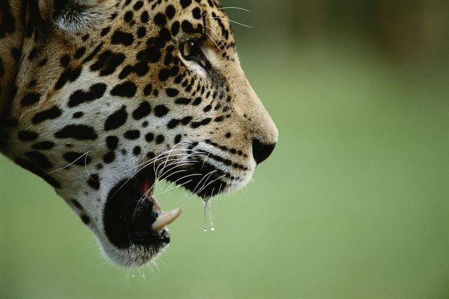 giaguaro attacca puma