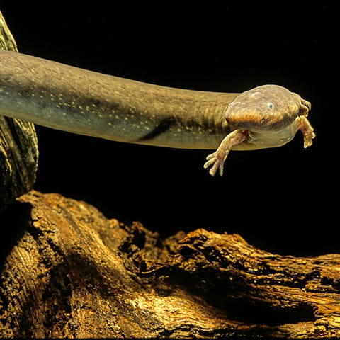 8 smart animals who hibernate during the summer 8 smart animals who hibernate during the summer