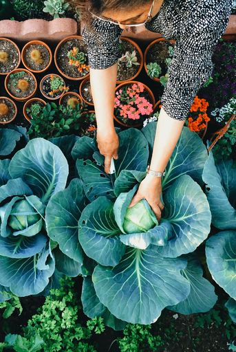 usa, california, santa clara county, woman working in vegetable garden