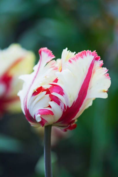 close up of the red and white flower of tulip carnival de nice