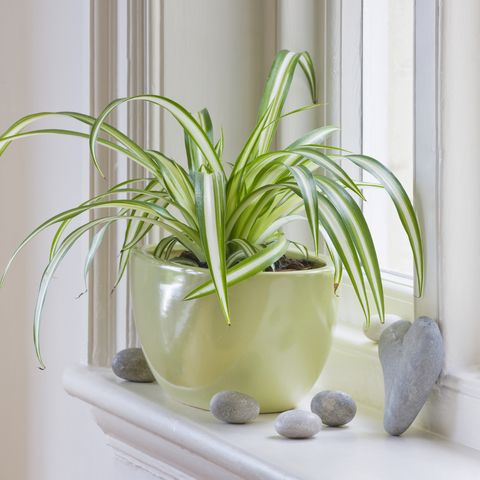 designer clare matthews   houseplant project   green container on windowsill planted with spider plant   chlorophytum comosum