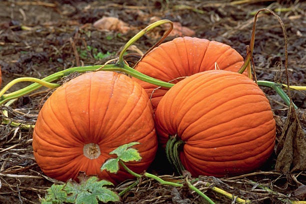 Keep your pumpkins from rotting both on the vine and after you carve them.