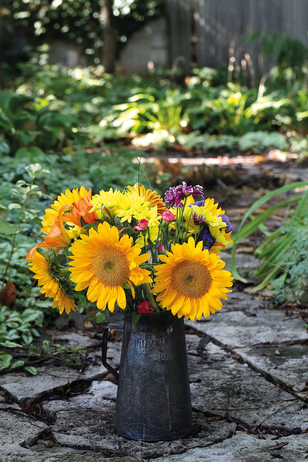 Girasoles: cuidados, cómo plantarlos y cuándo regarlos