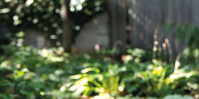 Girasoles: cuidados, cómo plantarlos y cuándo regarlos