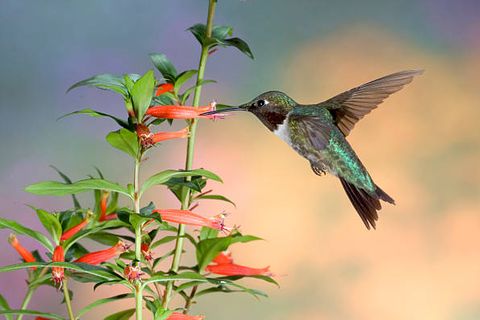 10 Best Flowers for Attracting Hummingbirds to Your Garden