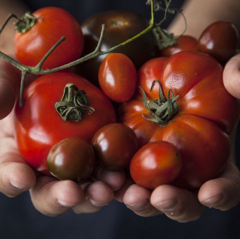 hands few holding tomatoes varieties raf, kumato, cherry, black cherry, early girl horizontal image