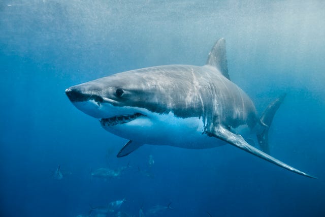 shark week 2019 air date time schedule channel how to watch