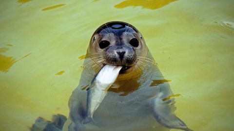 Vertebrate, Seal, Harbor seal, Marine mammal, Snout, Earless seal, Fur seal, Whiskers, California sea lion, Terrestrial animal, 