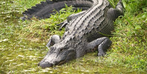 Alligator, Crocodilia, Crocodile, Saltwater crocodile, American alligator, American crocodile, Nile crocodile, Reptile, Bank, Wildlife, 