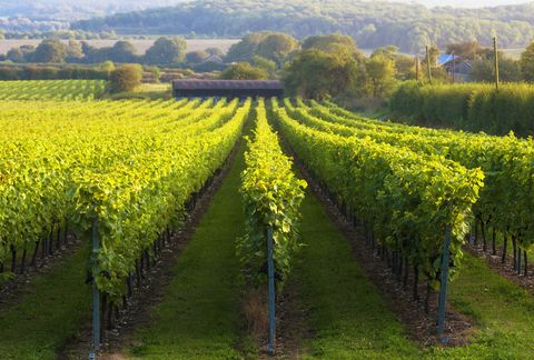 vineyard on rural hillside