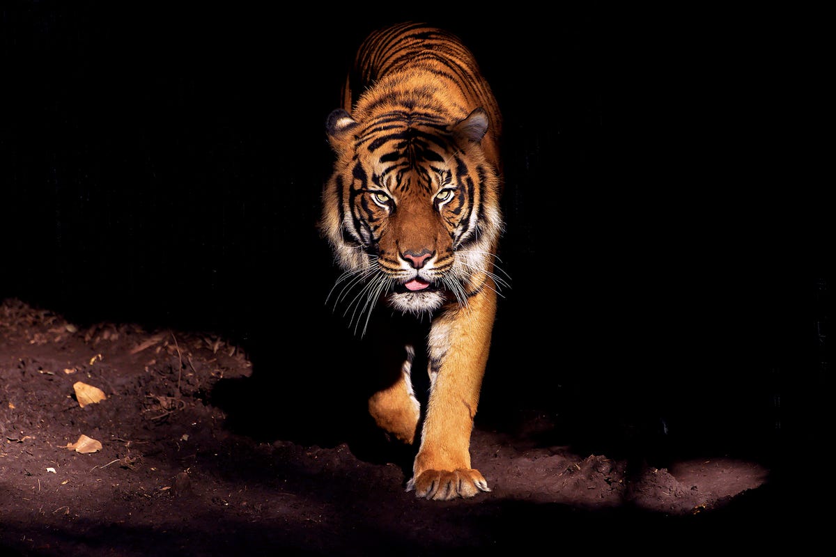 La Tigre Piu Grande Al Mondo Il video terrificante della tigre più grande del mondo