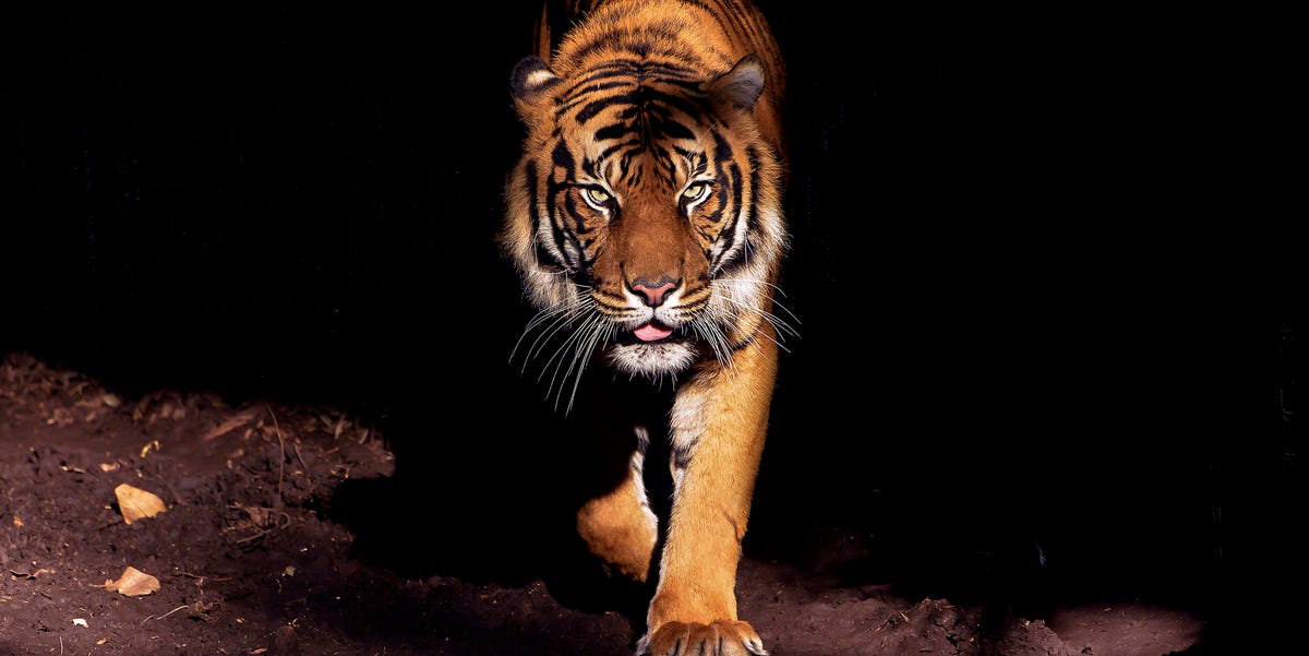 La Tigre Piu Grande Al Mondo Il video terrificante della tigre più grande del mondo