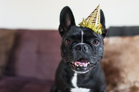 Portrait of cute dog on sofa wearing party hat