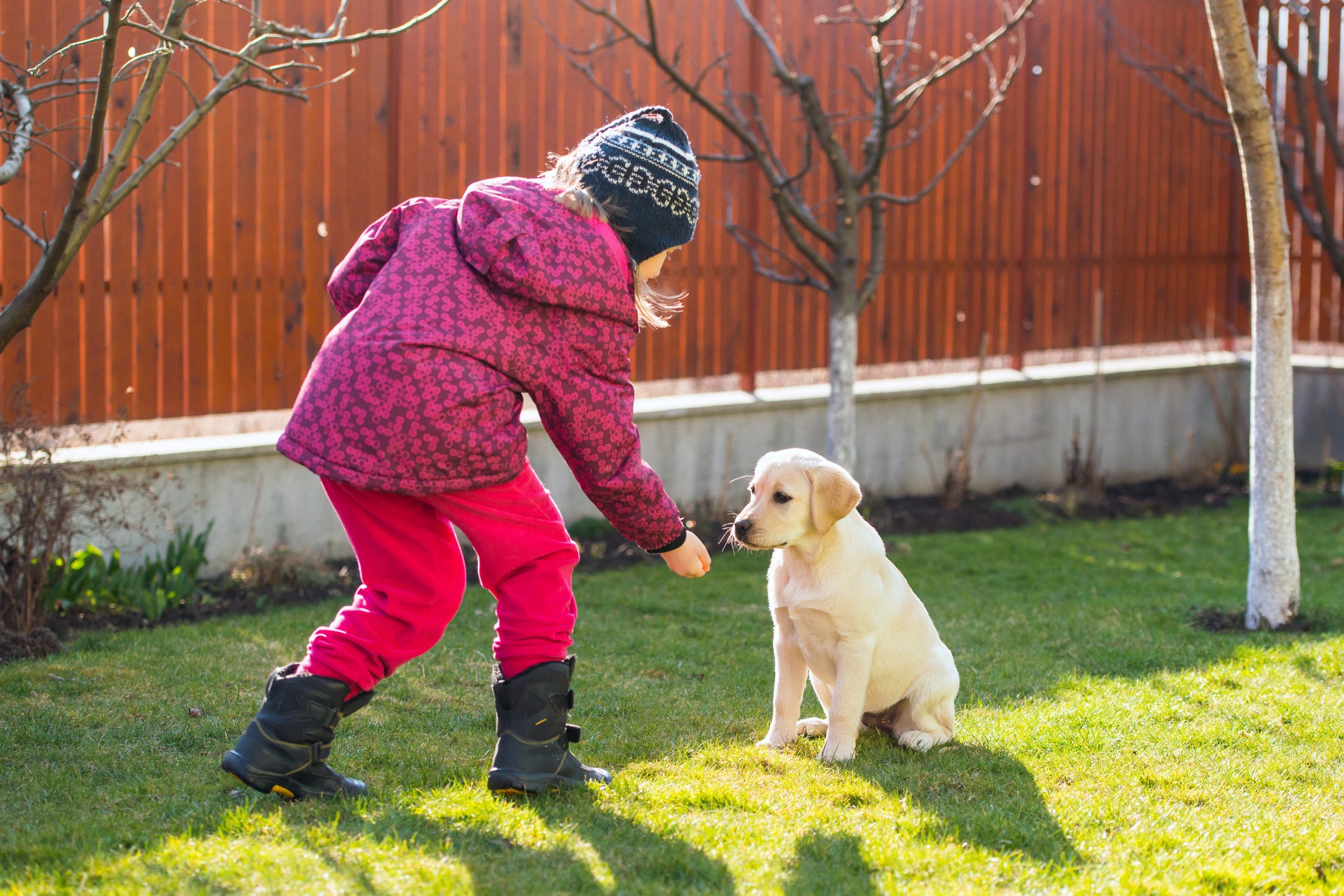 how do you train a big dog to be gentle