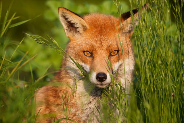 What do foxes eat? – Diet For Rural And Urban Foxes