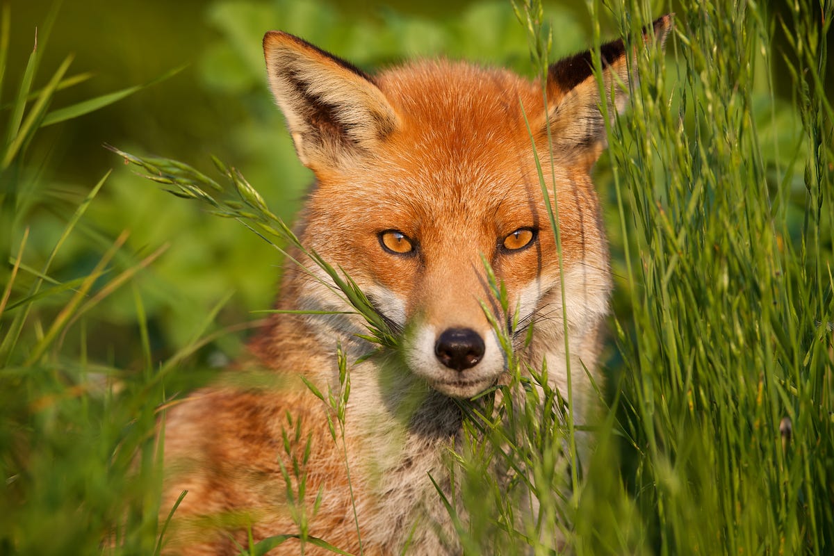 what-do-foxes-eat-diet-for-rural-and-urban-foxes