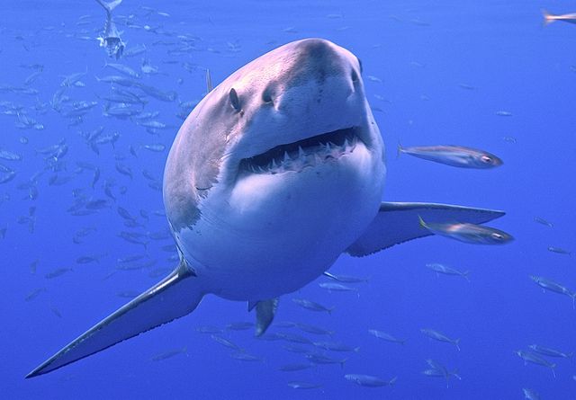 great white shark, also known as the apex predator of the ocean is one of the most feared creature on earth its reputation of a man eater that depicts fear and terror in actuality this animal, also known as the white pointer, is not at all a vicious killer