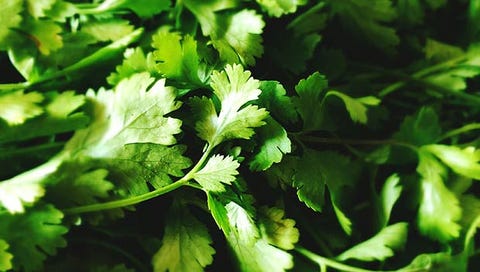 cilantro for skin cilantro for skin