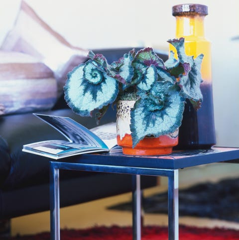 Rex-cultorum type of begonia with large, dramatic leaves, displayed in a ceramic planter. on a modern coffee table.