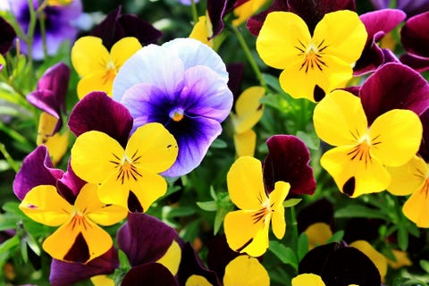 fall flowers pansies elle decor