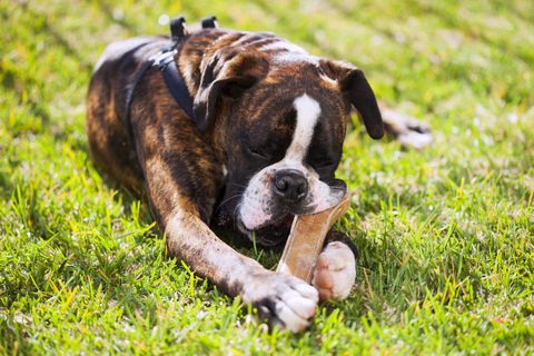 boxer dog laying at the grass chewing his bone