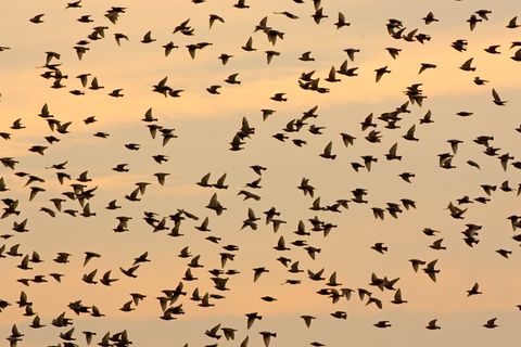 Starling Birds, England, UK