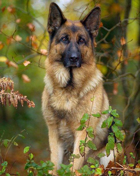 Dog, Mammal, Vertebrate, Old german shepherd dog, Canidae, Dog breed, German shepherd dog, Carnivore, King shepherd, Shiloh shepherd dog, 