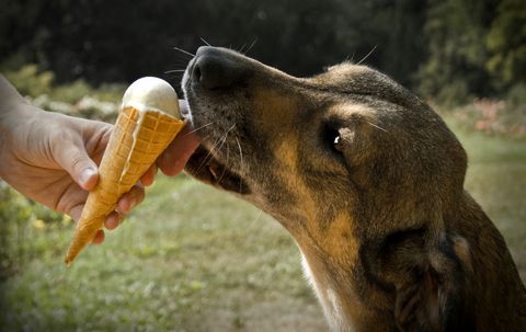 perro comiendo un helado