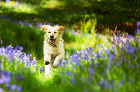 A Golden Retriever dog running through Bluebells in Jiffy Knotts wood near Ambleside, Lake District, UK.