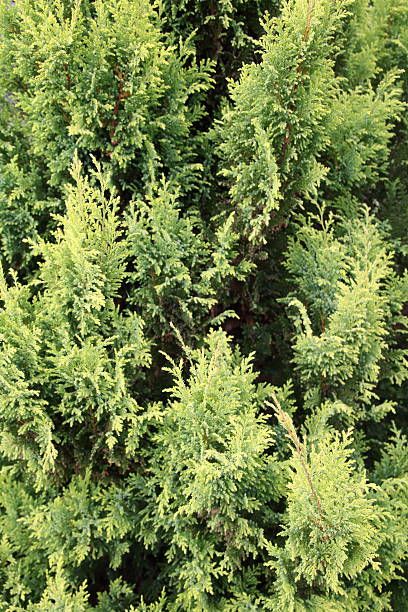 chamaecyparis cypress or false cypress is apopular plant