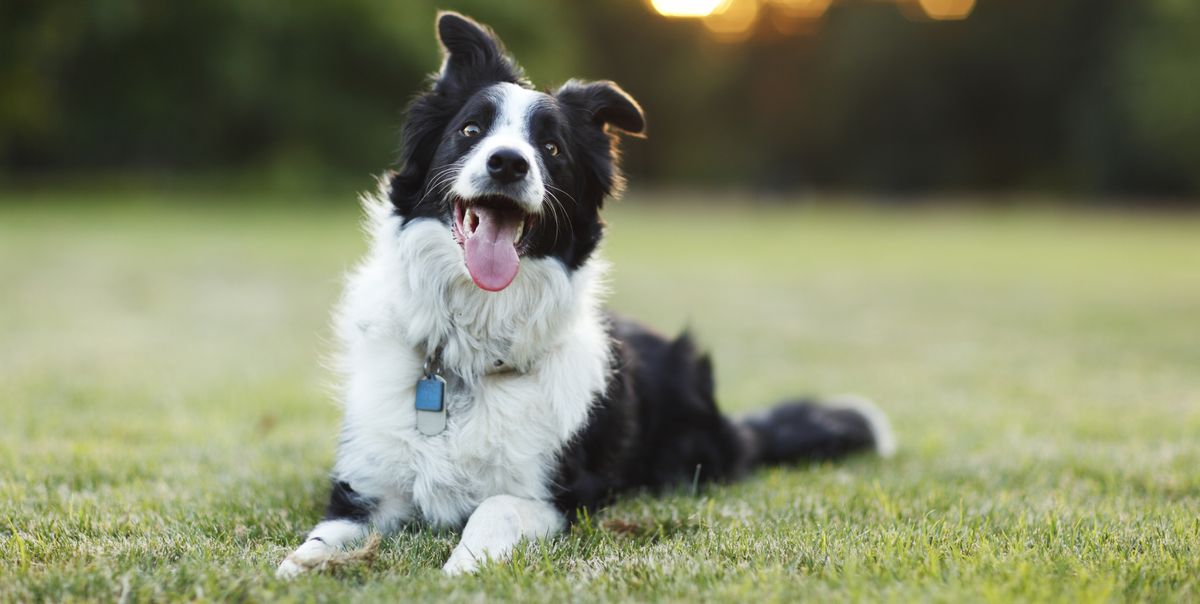 Las 10 razas de perro inteligentes y listos del mundo