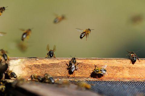 bees flying