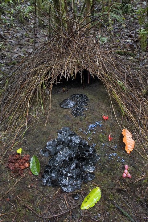 Bower of Vogelkop Bowerbird (Amblyornis inornatus) decorated with various types of leafs, beetle wing covers, black and brown fungi, red flowers and blue berries, Arfak Mountains, West Papua, Indonesia.