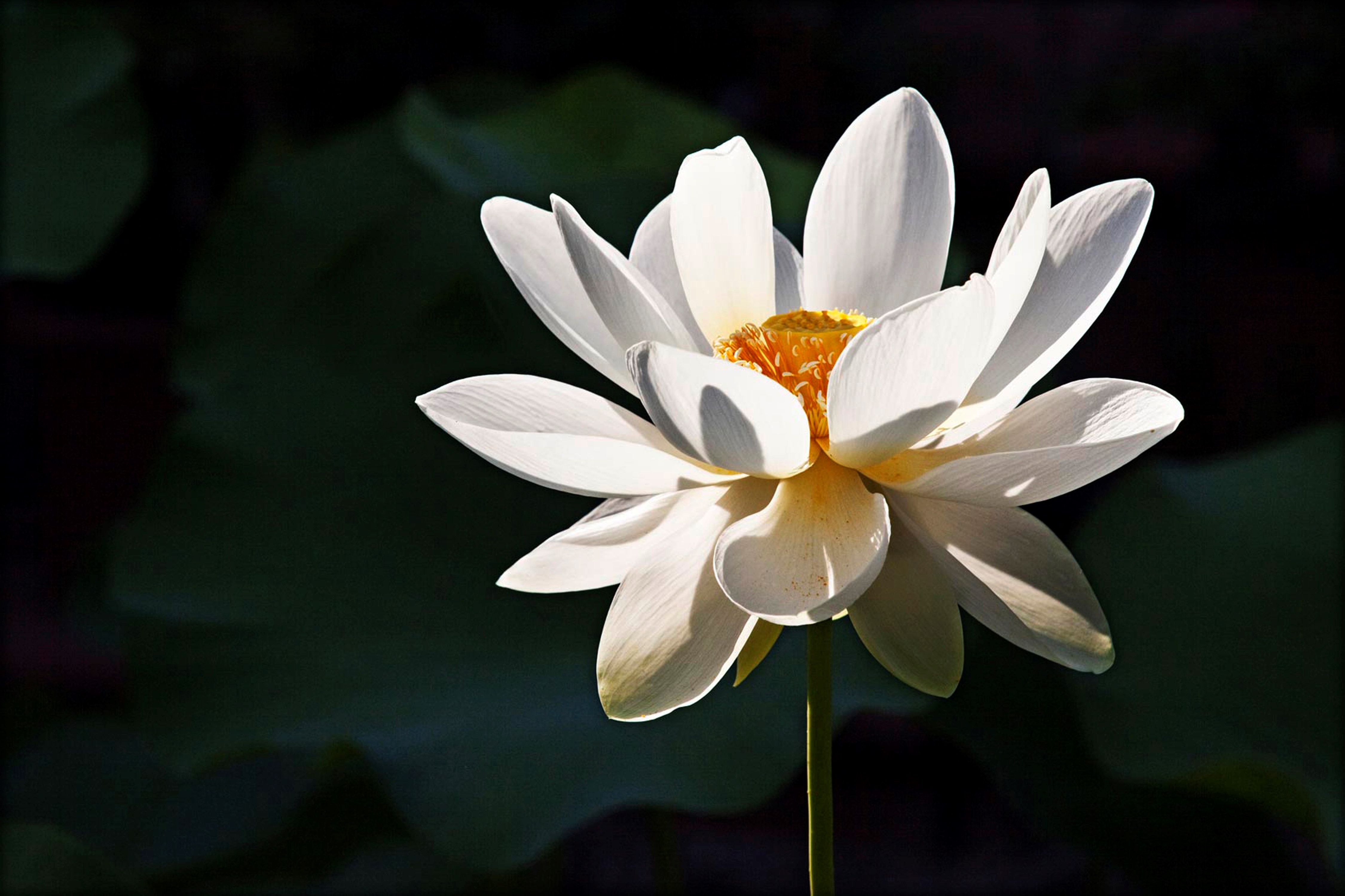 lotus flower