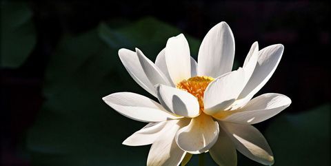 Lotus Flower Meaning What Is The Symbolism Behind The Lotus