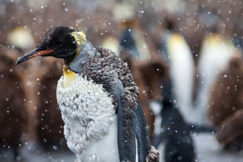 Molting King Penguin