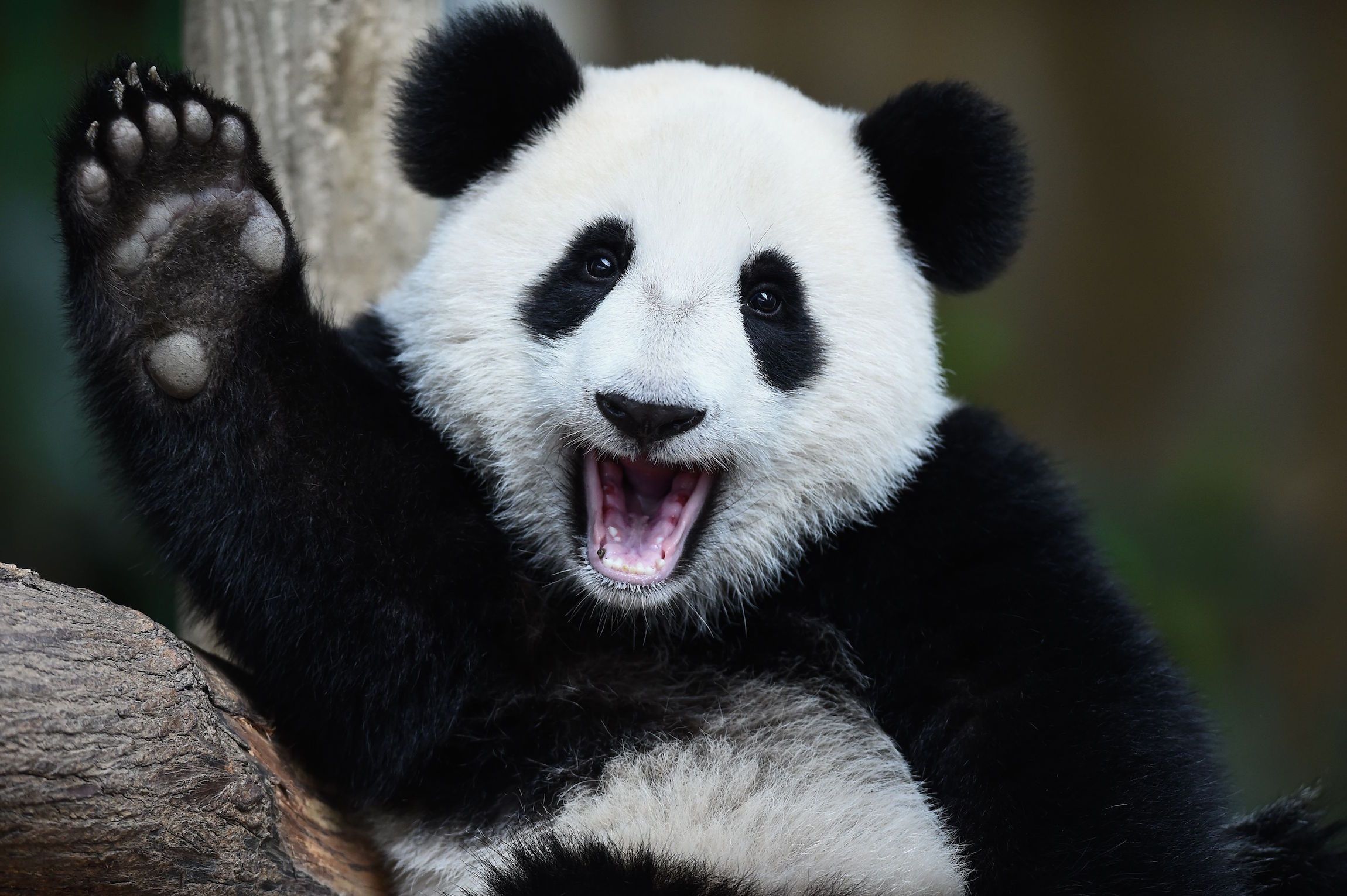 Ein Pandabär welcher seinen Arm zum Gruße hebt