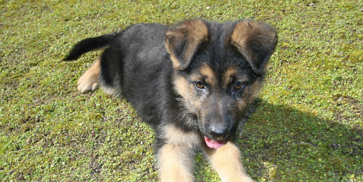 German Shepherd's Pituitary Dwarfism means he still looks like a puppy
