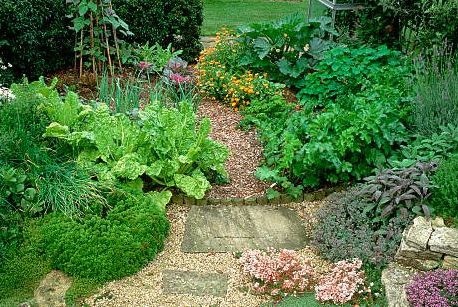 gravel paths wind their way between beds of golden feverfew chrysanthemum parthenium, lavender lavendula, ladys mantle alchemilla and tansy chrysanthemum vulgare in the herb garden at the national center for organic gardening, near coventry england, ca 1991